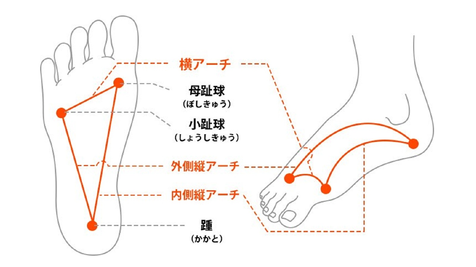 【肩こり・腰痛の根本原因】実は足のアーチ不足？土台から整える美姿勢の秘訣